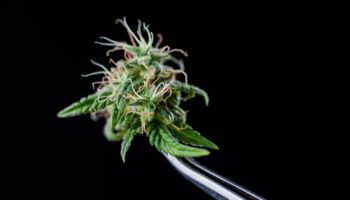 cannabis strain choice