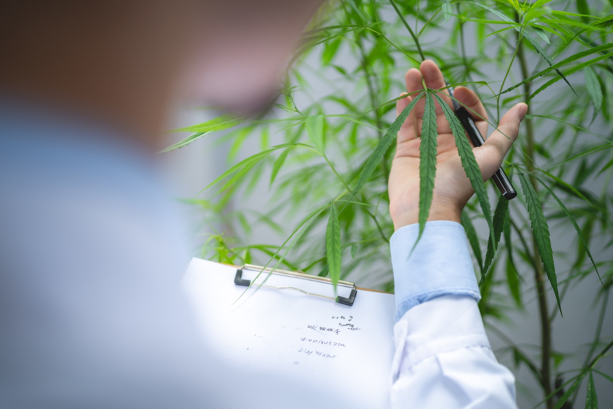 scientist checking on organic cannabis hemp plants in a weed greenhouse